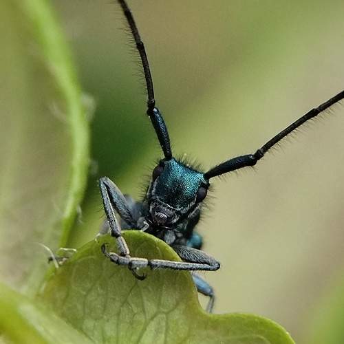 Photo #13621162