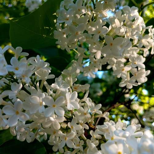 Photo #13621165