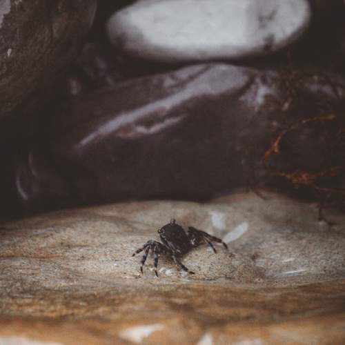 Photo #13621302