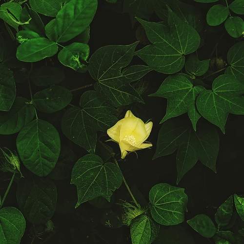 Verdant