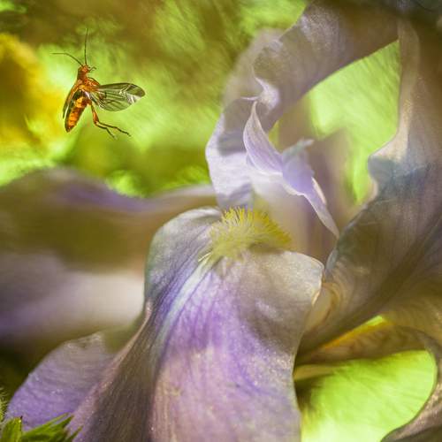 Rhagonycha fulva