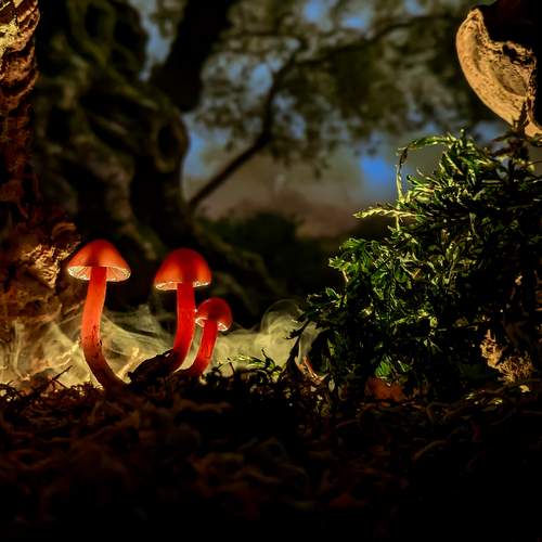 Photo #13621549