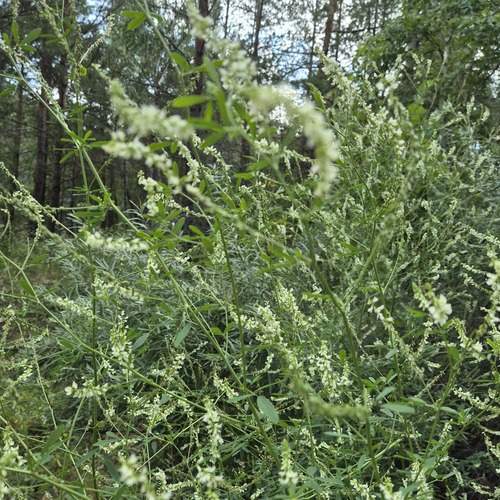 Photo #13621793