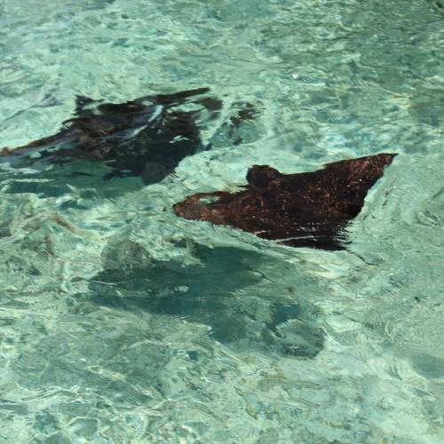 Photo #13622130