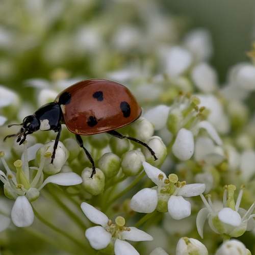 Фотография #13622383