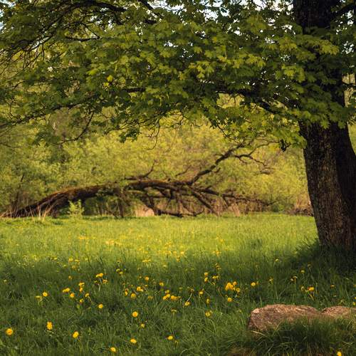 Photo #13622500