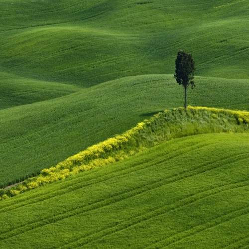 The lonely cypress
