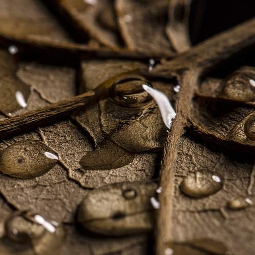 Photo #13623026