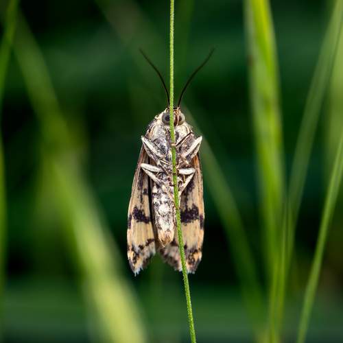 Photo #13623087