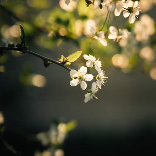 Photo #13623105