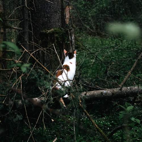 Photo #13623636