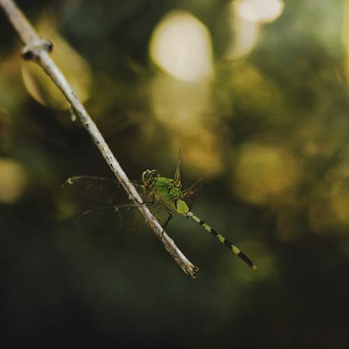 Photo #13624096