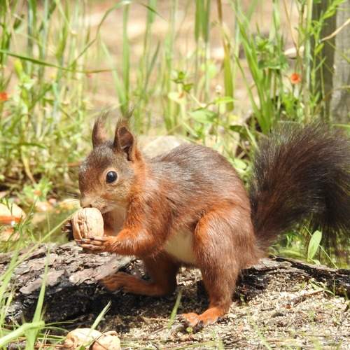 Squirrel