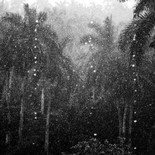 Petrichor