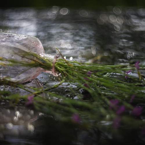 Photo #13624409