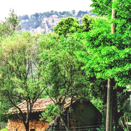 Green Trees Surround a small stone home in portiugal