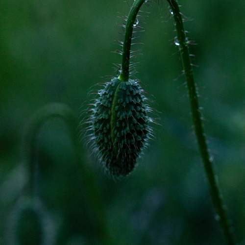 Photo #13625834