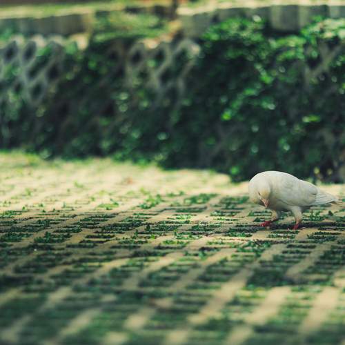 The Solitary Dove