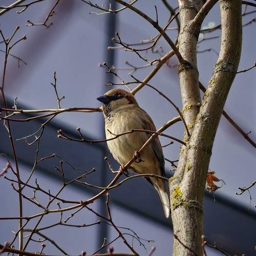 Captured a Sparrow in swiss using my Vivo X200 Pro