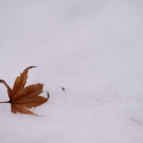 A Forgotten Memento of Autumn