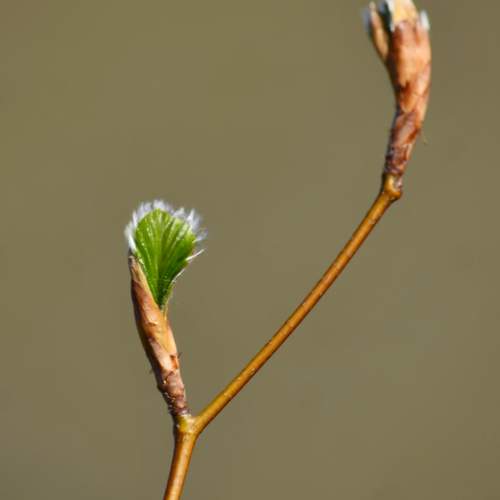 Green leaves blooming in Spring