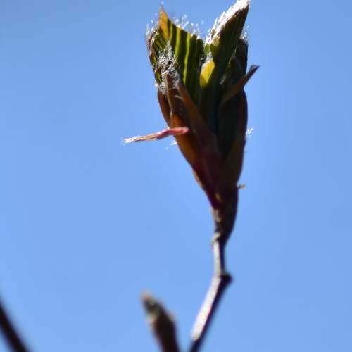 Green leaves blooming in Spring