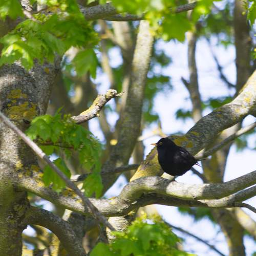 Little bird on green tree