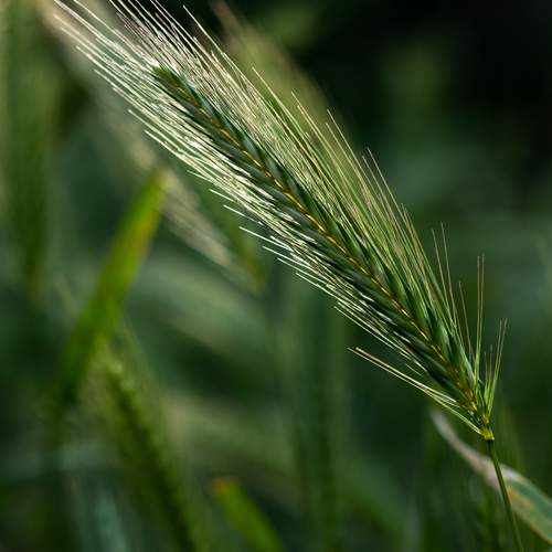 Grass in backlit