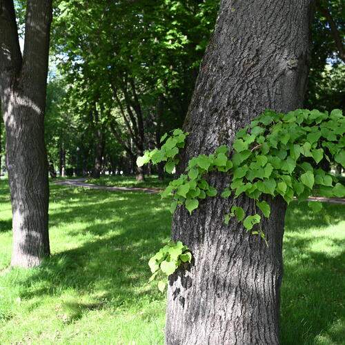Photo #13626486