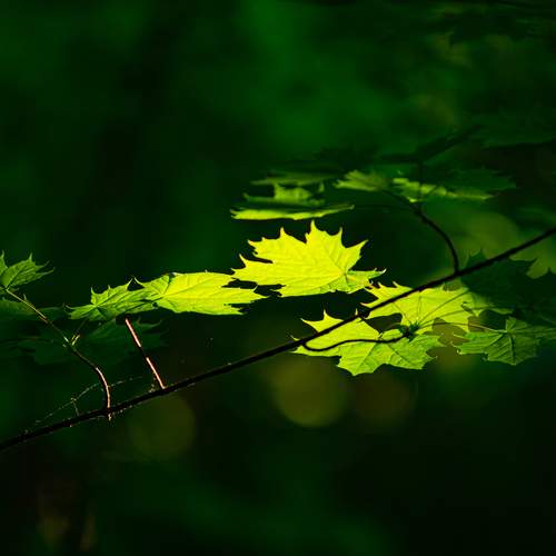 Photo #13627098