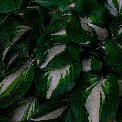 Photo #13627152
