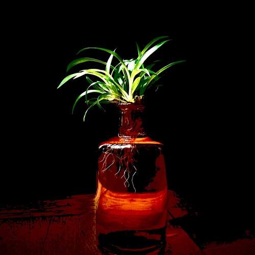 Green growth
