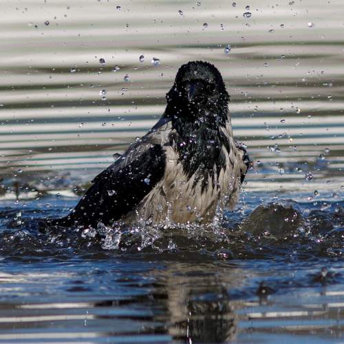 Photo #13628082