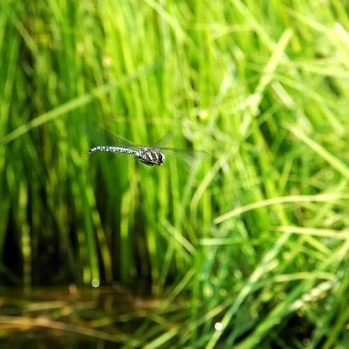 Photo #13628258