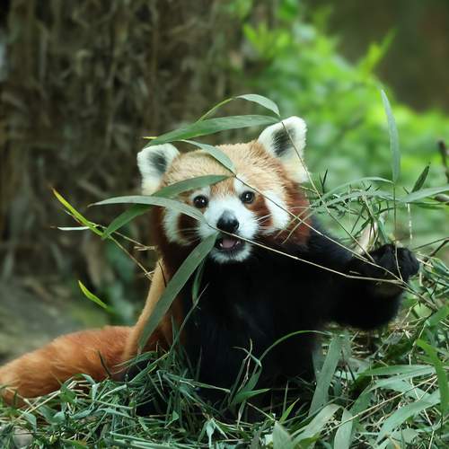 Red panda