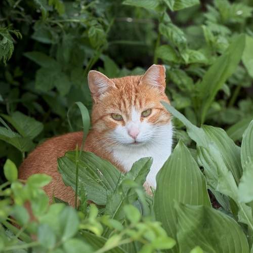 Photo #13629114