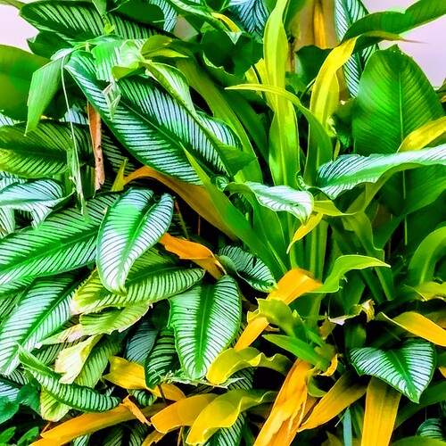 Lush Tropical Greenery with Variegated Leaves.