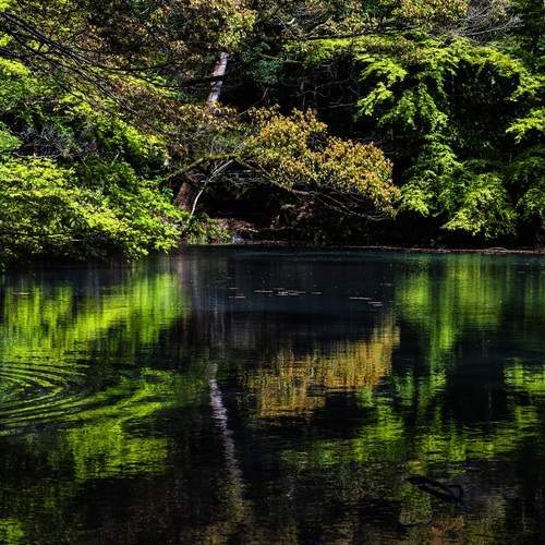 Ripples