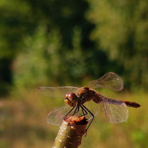 Photo #13629447