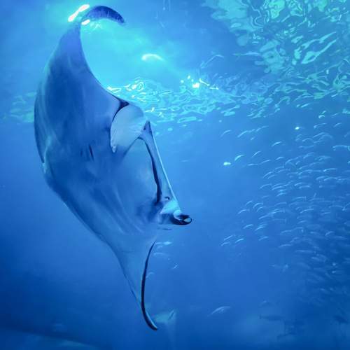 Photo #13629501