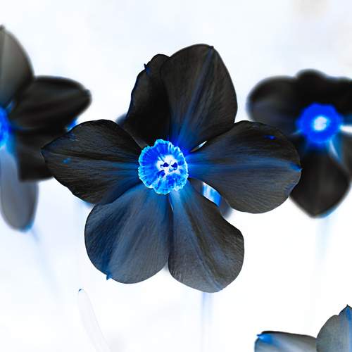 Photo #13629794