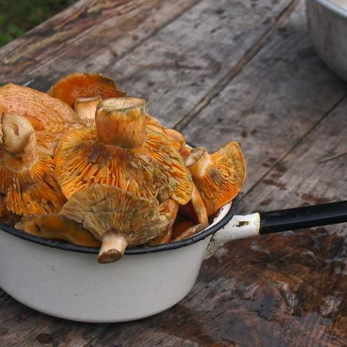 Рыжики в ковше