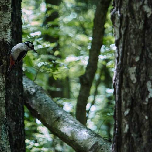 Photo #13629908