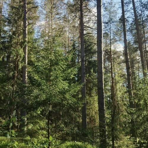 Photo #13630300