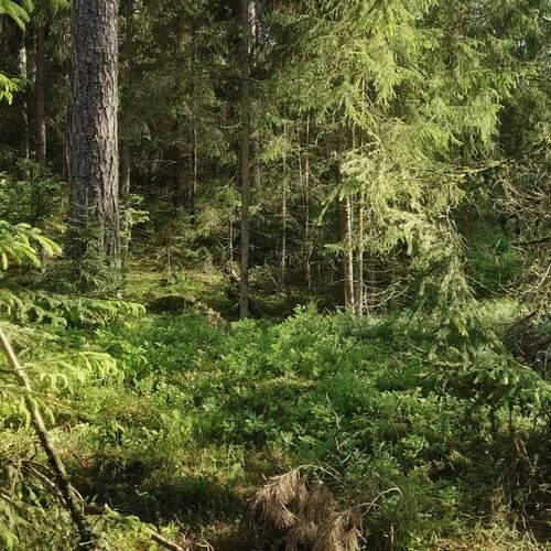 Photo #13630311