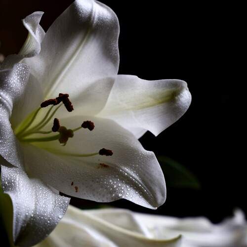 Photo #13630666