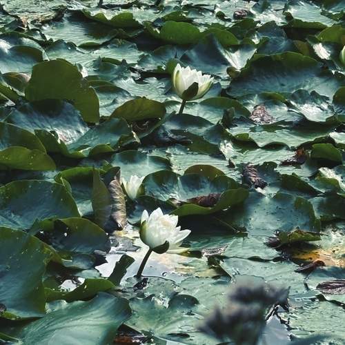 Photo #13630783