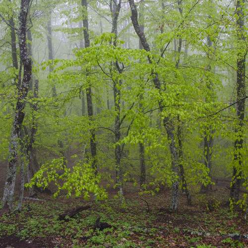 Photo #13630797