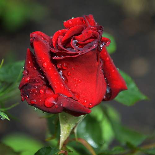 Photo #13630963