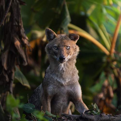 Into the Eyes of the Wilderness